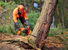 Professional Tree Services in Fairchild Af, WA