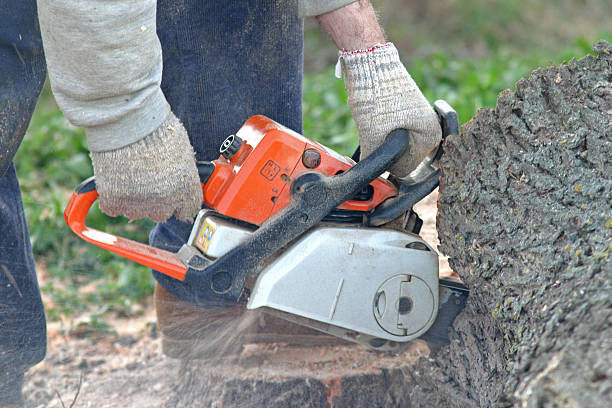 How Our Tree Care Process Works  in  Fairchild Af, WA